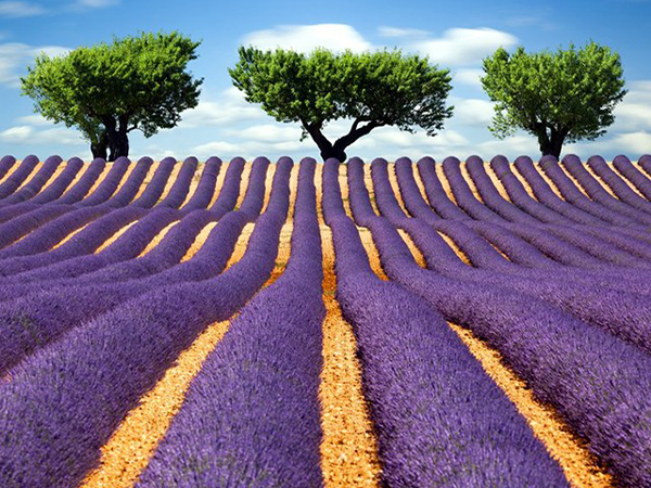 A farm field full of long rows of vibrant lavender lead to a gentle slope topped with three trees that stand against a bright blue sky.